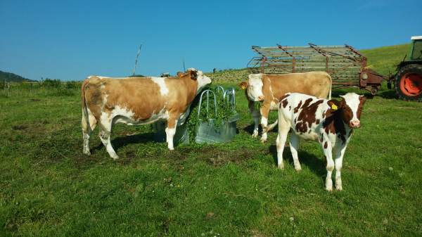 Round pasture for cattle and horses